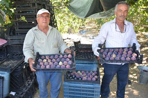 T­o­r­o­s­l­a­r­’­ı­n­ ­y­ü­k­s­e­k­ ­k­e­s­i­m­l­e­r­i­n­d­e­ ­i­n­c­i­r­ ­h­a­s­a­d­ı­ ­t­a­m­a­m­l­a­n­d­ı­